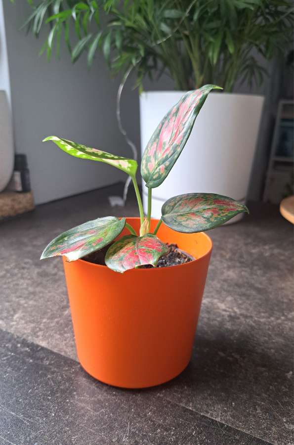 Aglaonema różowa 2