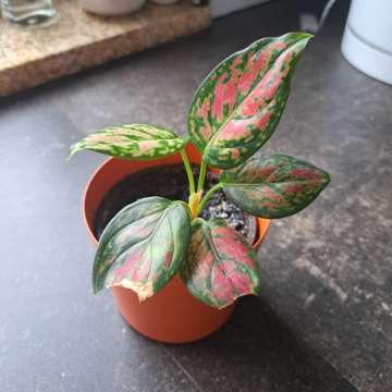 Aglaonema różowa
