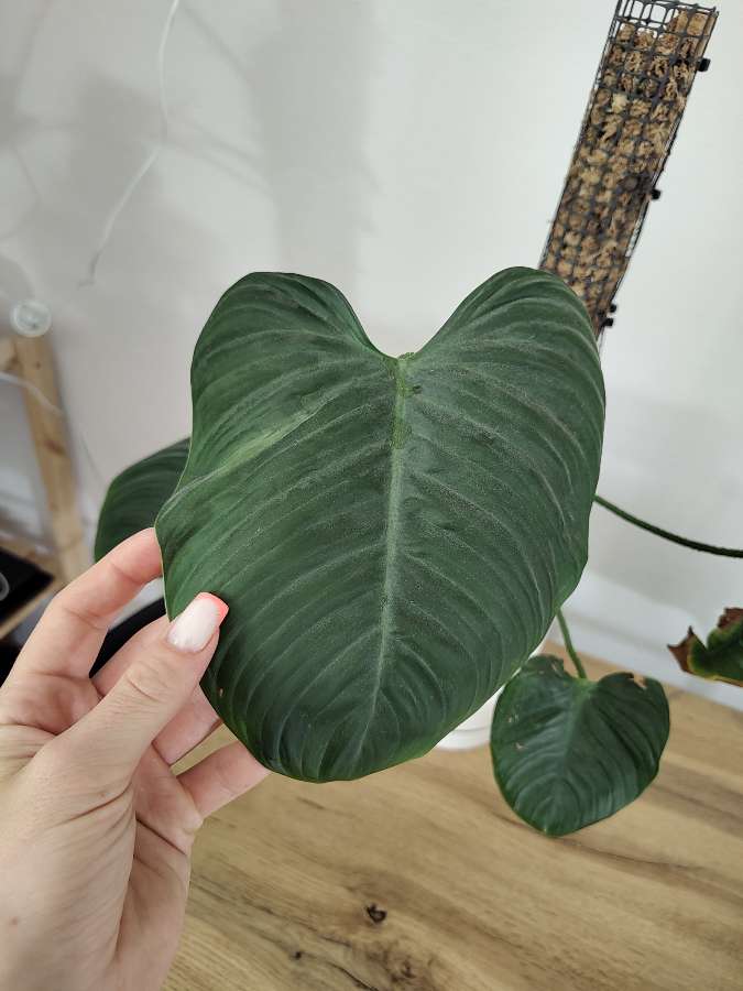 Philodendron fuzzy petiole 2
