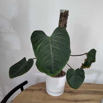 Philodendron fuzzy petiole