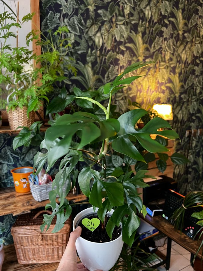 Monstera Minima 🌱 2