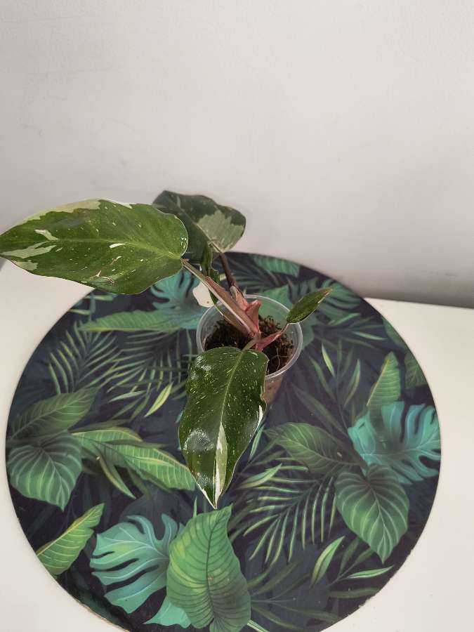 Philodendron Red Anderson 2