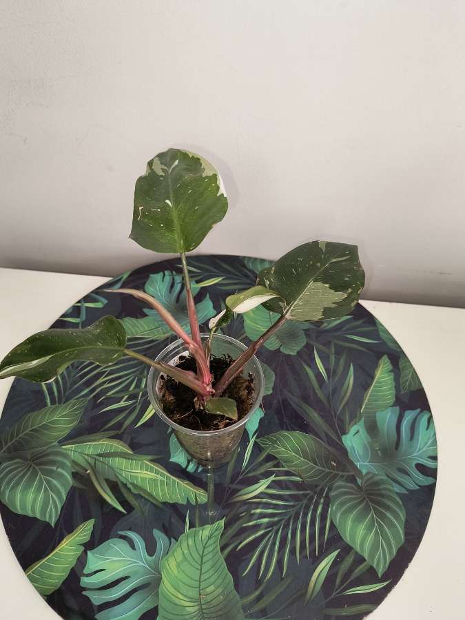 Philodendron Red Anderson 3