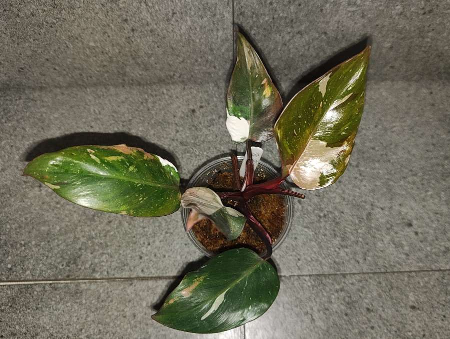 Philodendron Red Anderson 5