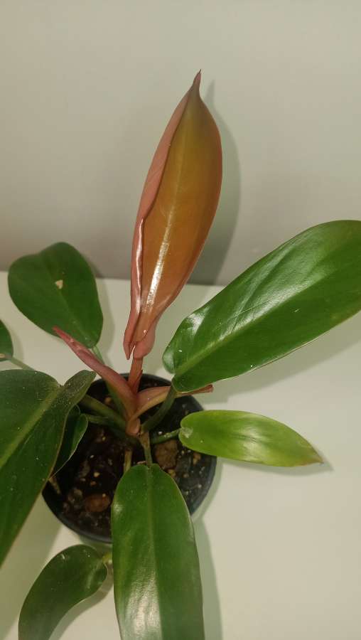 Philodendron Floryda bronze 3