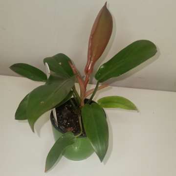 Philodendron Floryda bronze