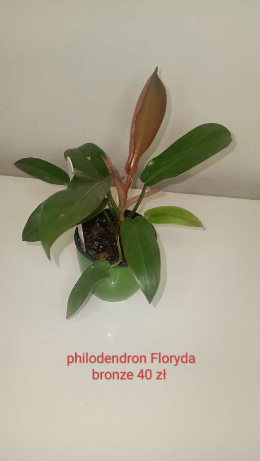 Philodendron Floryda bronze 2