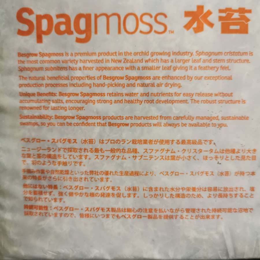 Mech Sphagnum z Nowej Zelandii Sphagmoss 2