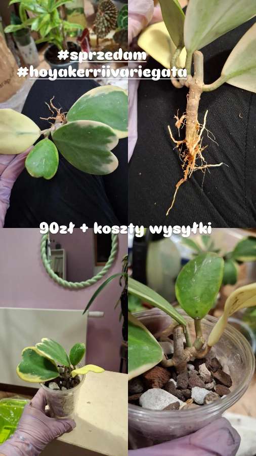 Hoya Kerrii Variegata 2