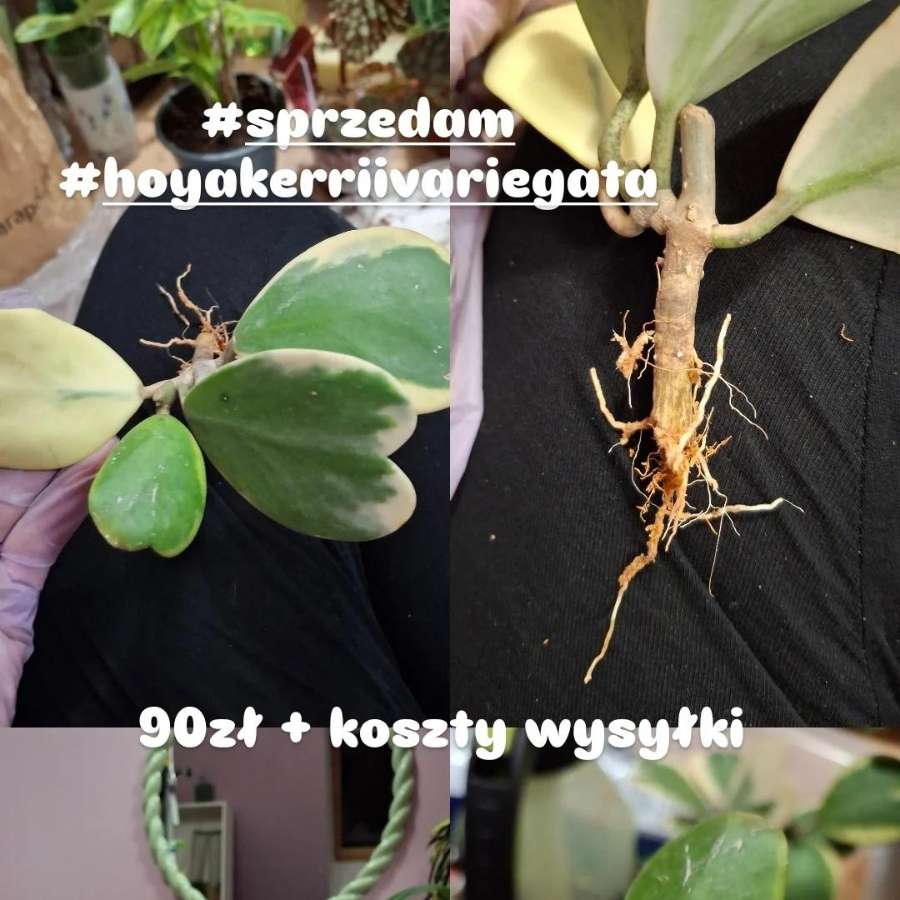 Hoya Kerrii Variegata
