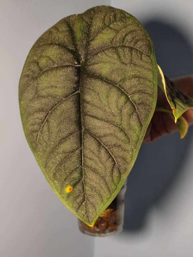Bulwki Alocasia Melo 4