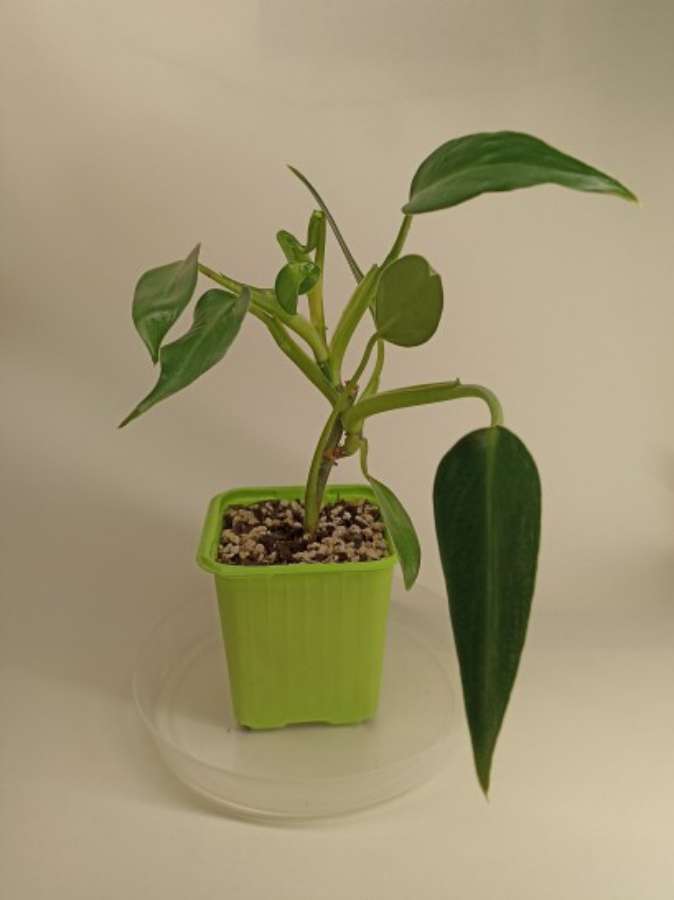 Philodendron green emerald 2