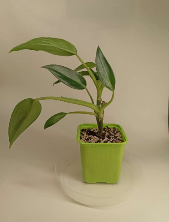 Philodendron green emerald 3