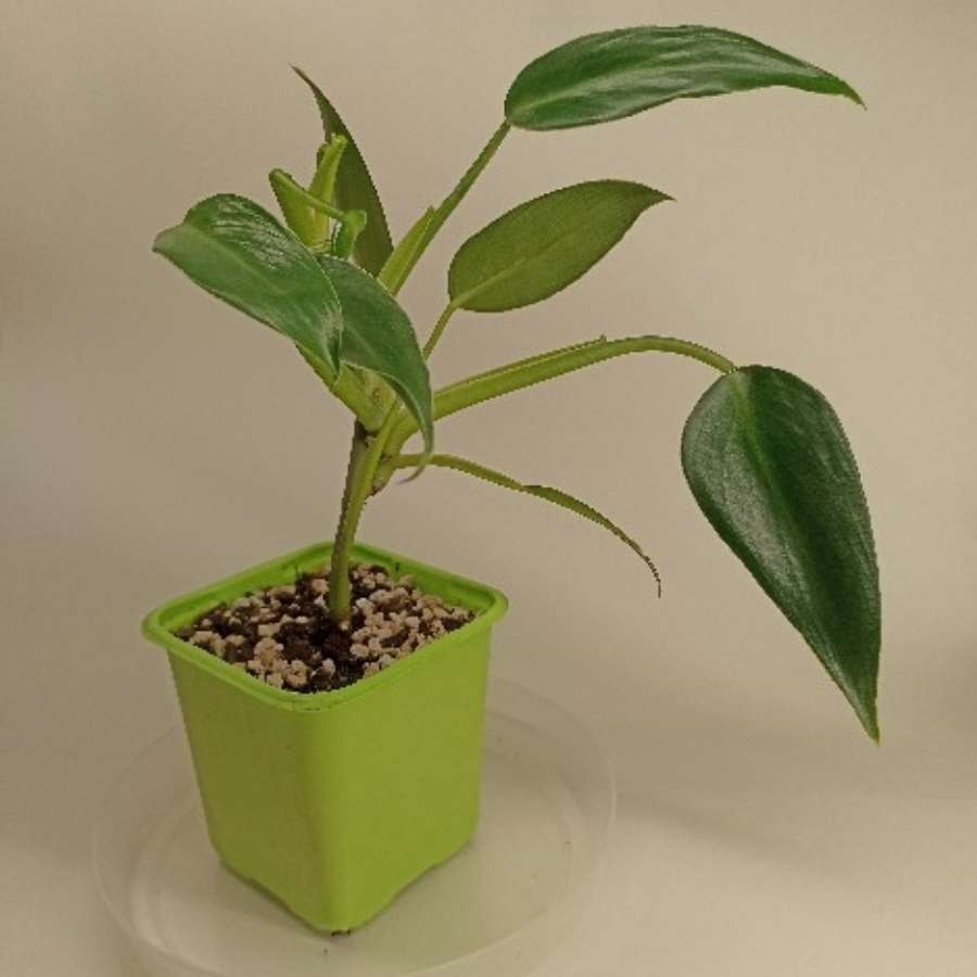 Philodendron green emerald