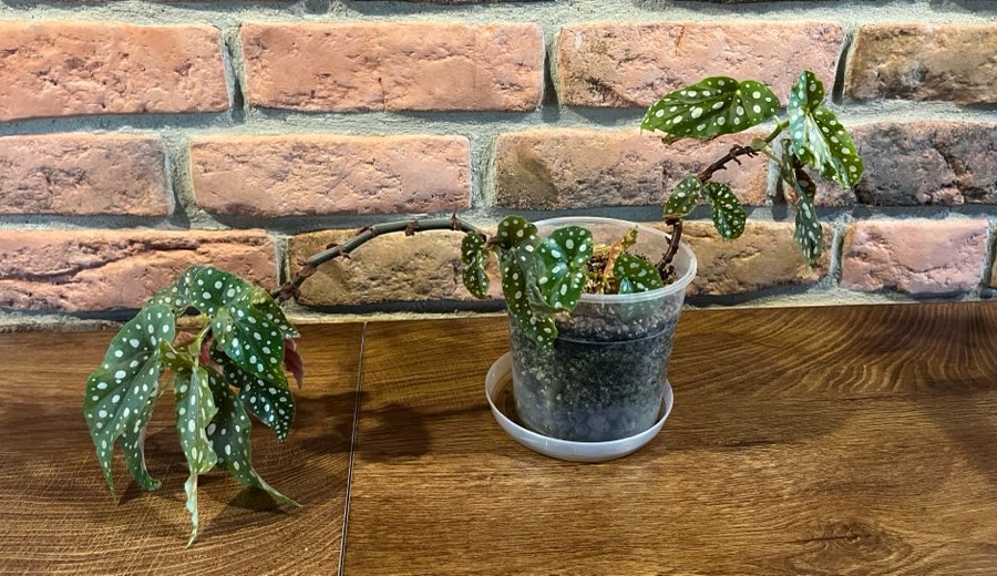 Begonia Maculata 2