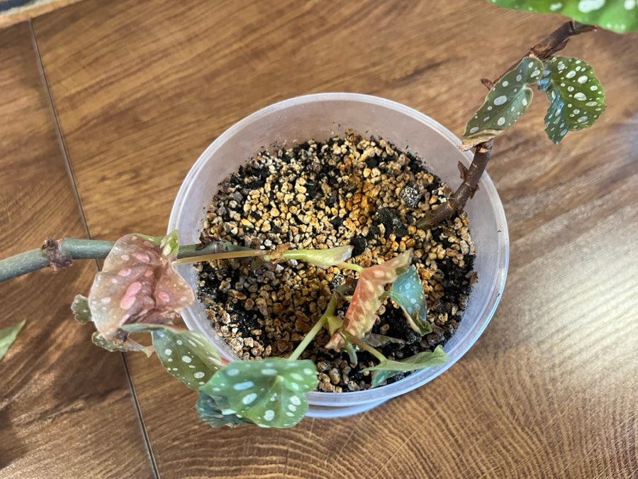 Begonia Maculata 3