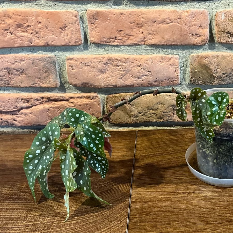 Begonia Maculata