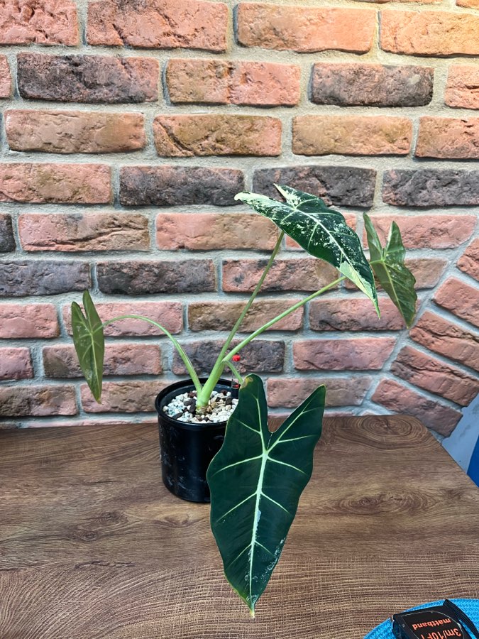 Alocasia Micholitziana ‚Frydek’  Varie 2