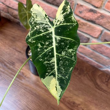 Alocasia Micholitziana ‚Frydek’  Varie