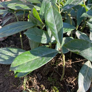 Laurowiśnia Novita Prunus Laurocerasus