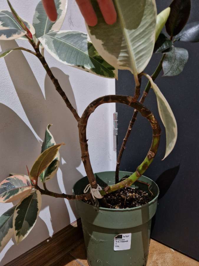 Ficus elastica Tineke i ciemnobrązowy 2