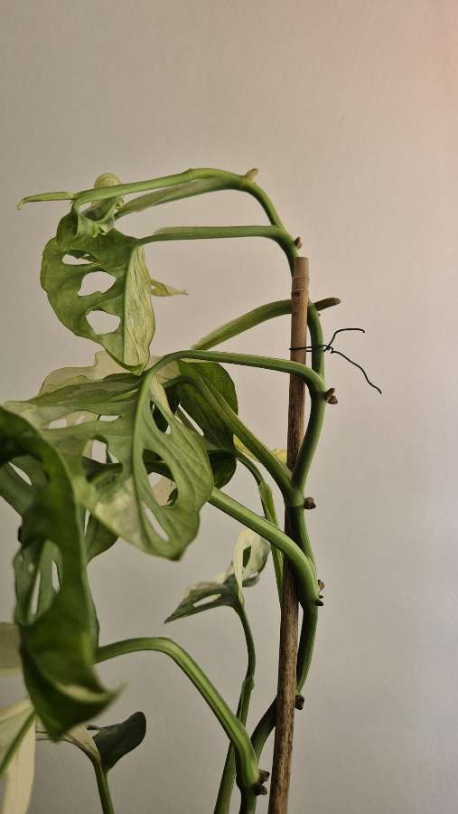 Monstera adansonii variegata 2