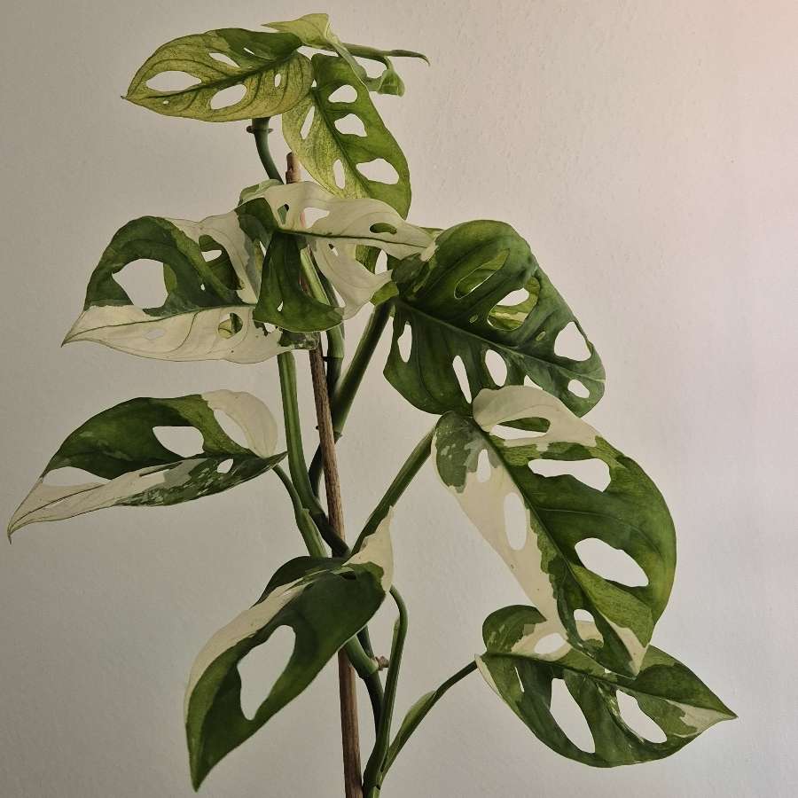 Monstera adansonii variegata