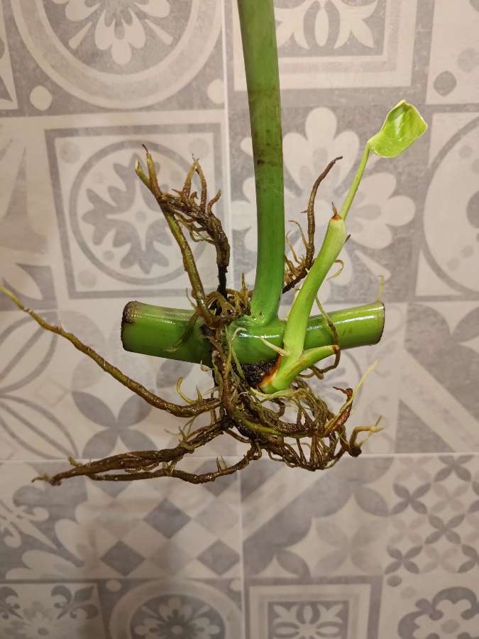Philodendron Jose buono 2