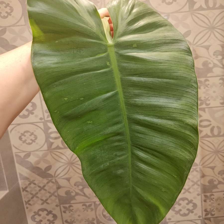 Philodendron Jose buono