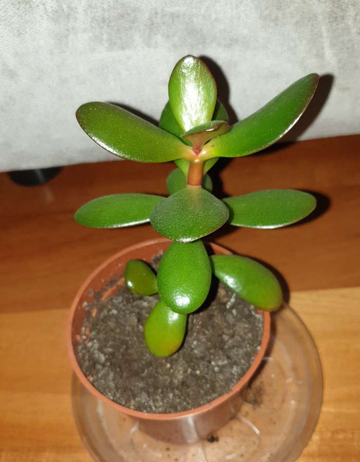 Grubosz, crassula, drzewko szczęścia 3