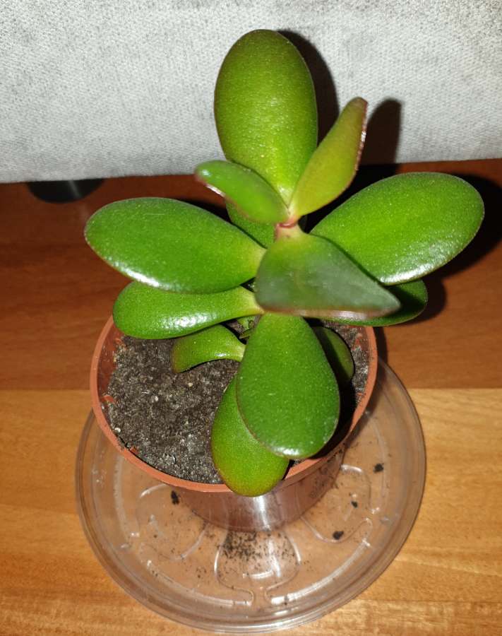 Grubosz, crassula, drzewko szczęścia 4