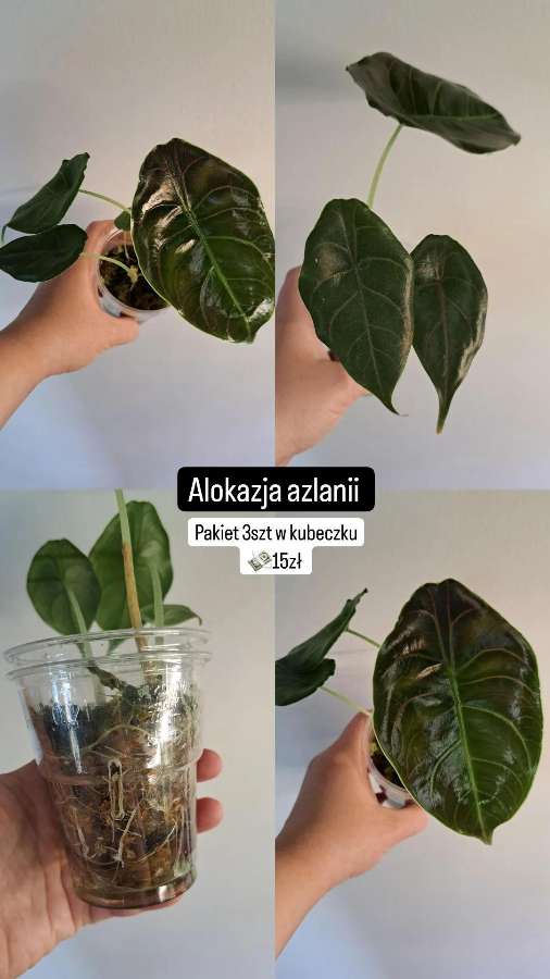 Alokazja azlanii 2