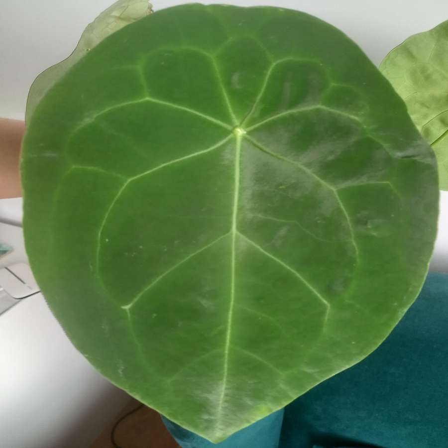 Hoya heuschkeliana varie i sigillatis