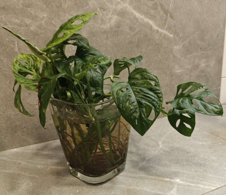 Monstera Adansonii 2