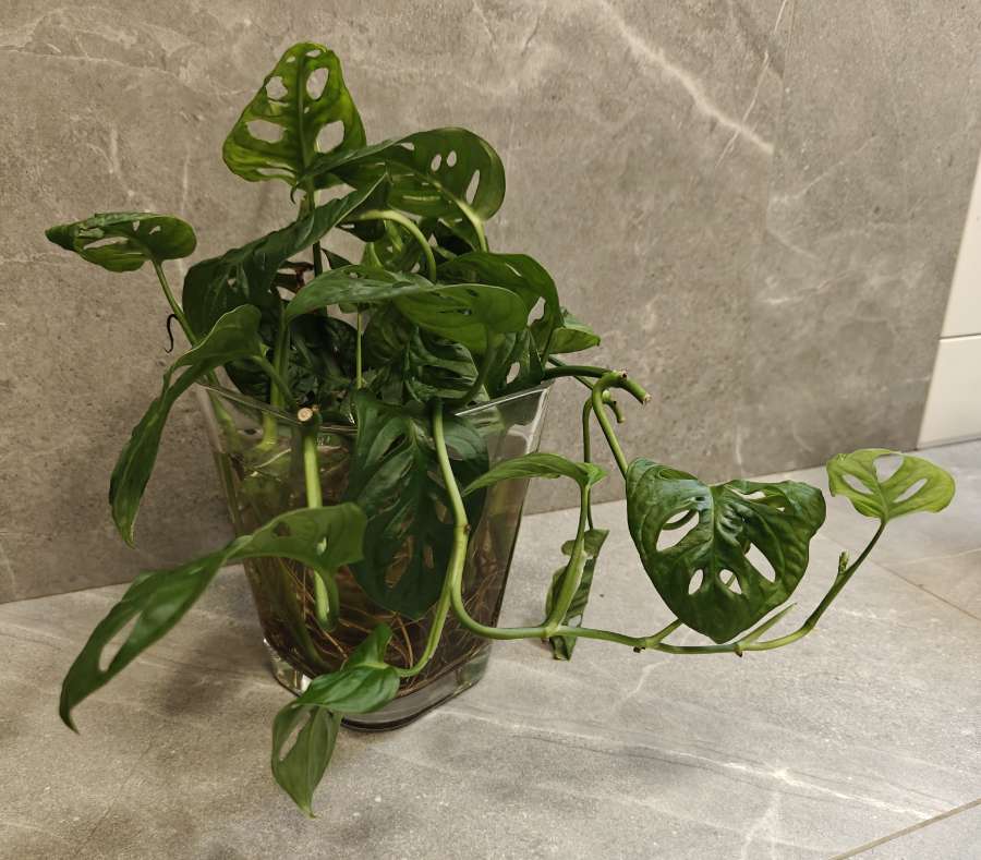 Monstera Adansonii 3