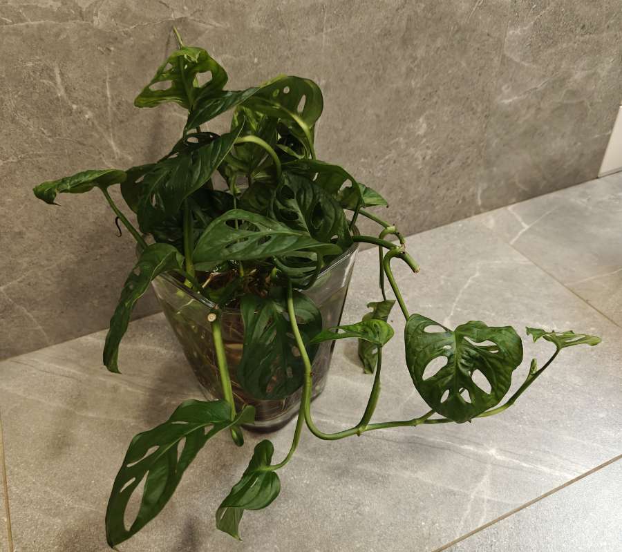 Monstera Adansonii 4