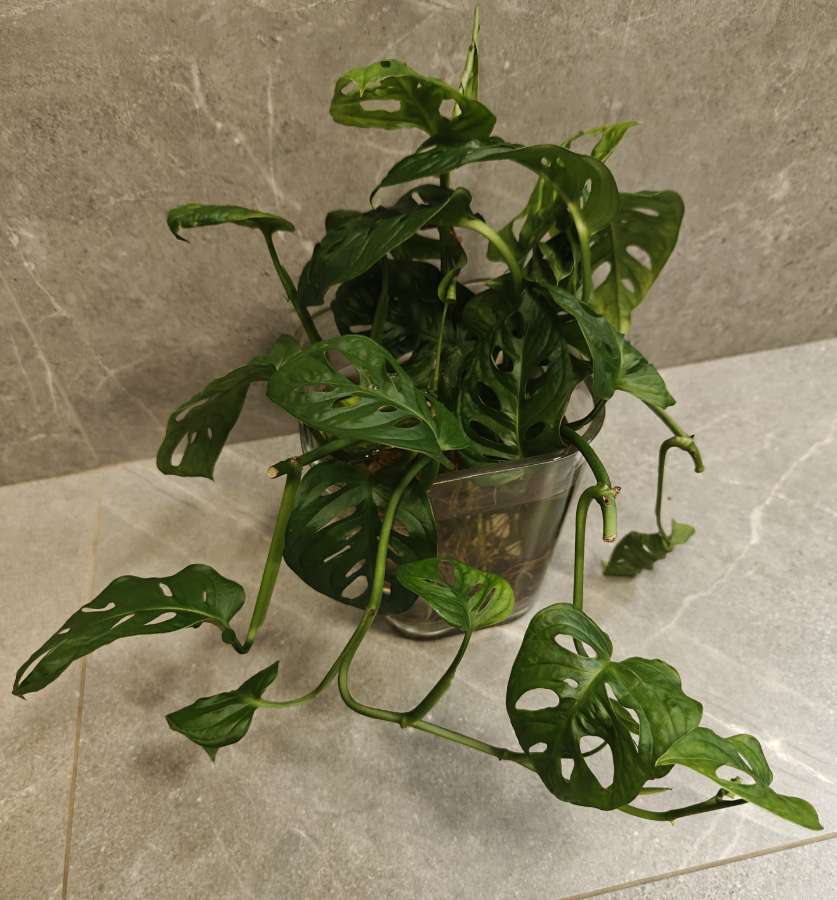 Monstera Adansonii 5