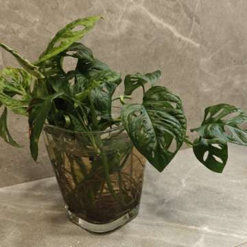 Monstera Adansonii