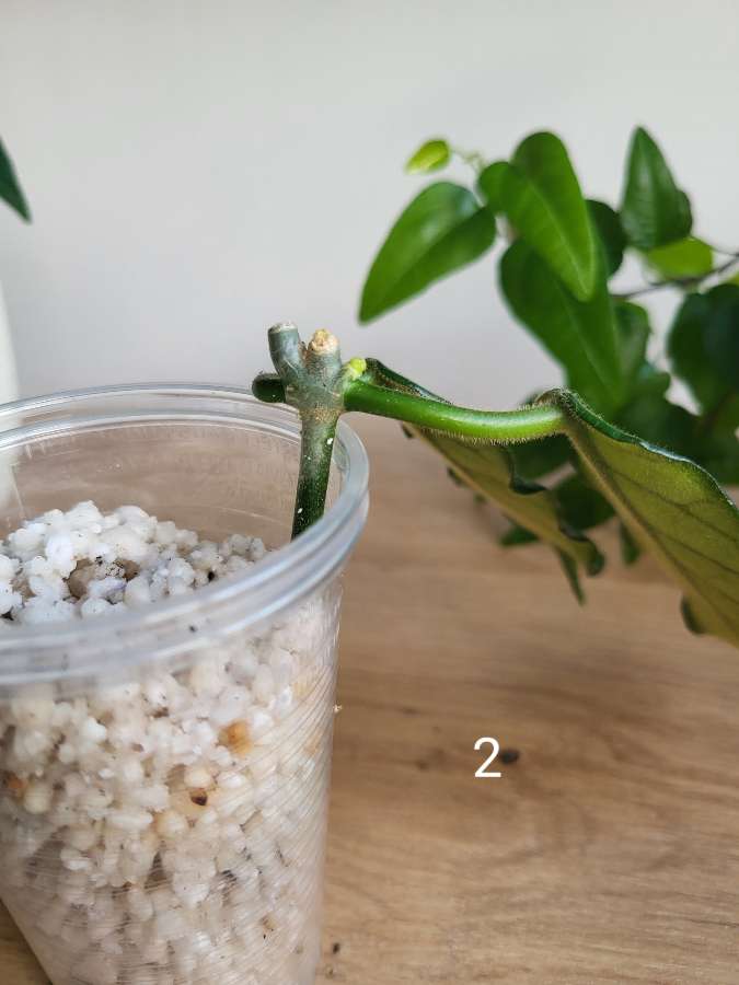 Hoya sp. Welsh Mountain Zoo 3