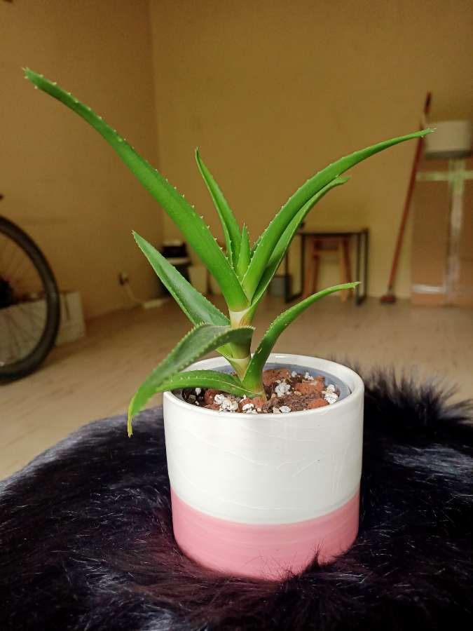 Aloes 2