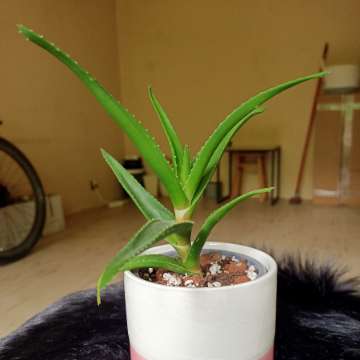 Aloes