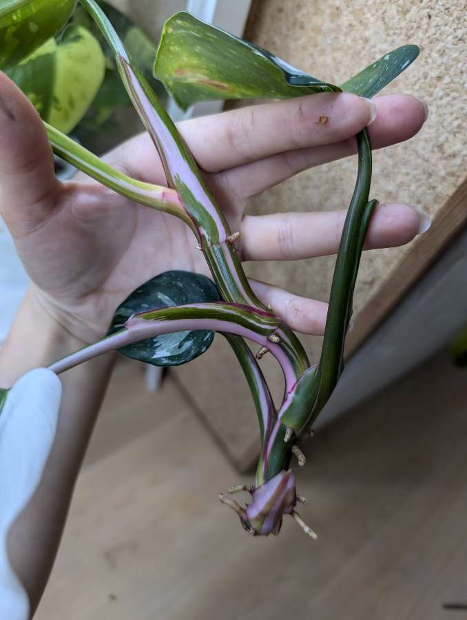 Philodendron White Princess 2