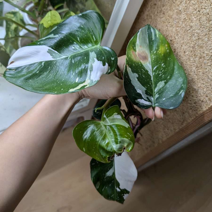 Philodendron White Princess