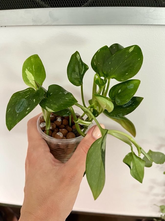 Monstera standleyana variegata 2