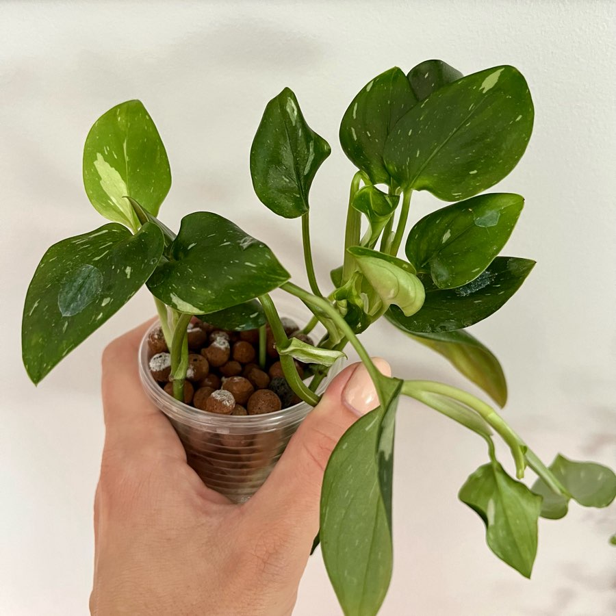 Monstera standleyana variegata