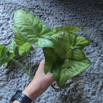 Syngonium White Butterfly