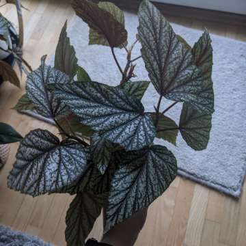 Dobrze ukorzenione sadzonki begoni albopicta