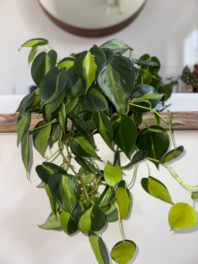 Philodendron scandens brasil 3