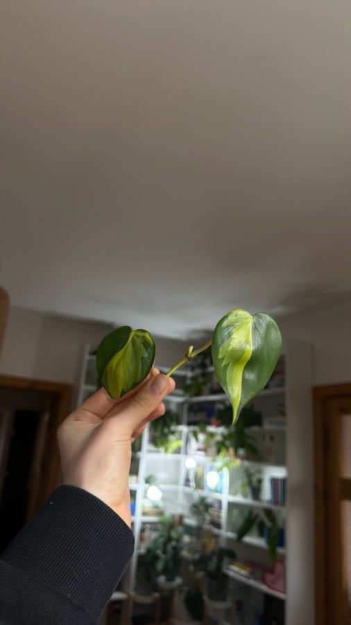 Philodendron scandens brasil 2