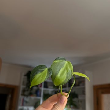 Philodendron scandens brasil